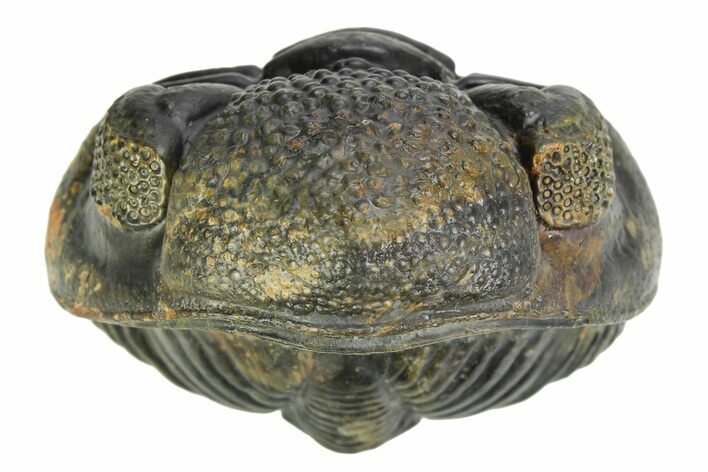 Large, Enrolled Pedinopariops Trilobite - About Long #350438